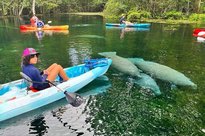 Paddle through serene waters gliding alongside gentle manatees and lush flora as you explore the beauty and wildlife of Florida's pristine river ecosystem. A perfect adventure awaits.